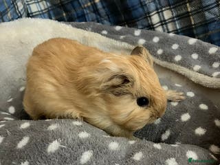Guinea Pig rodents Lots of lovely baby boys - Advert 12