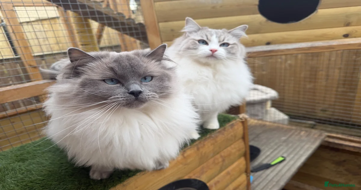 🌸Active Female Ragdolls GCCF/TICA🌸 for sale in Falkirk | Pets4Homes
