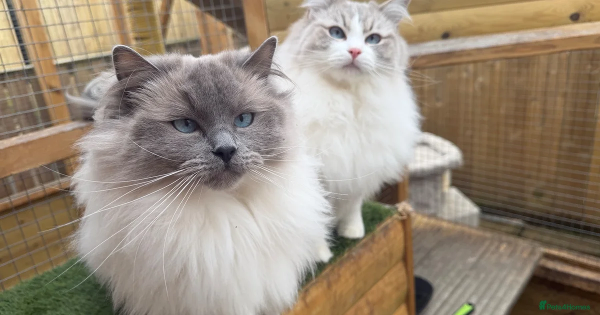 Silver Blue Ragdoll 🌸Active Female Ragdolls GCCF/TICA🌸 for sale in Falkirk | Pets4Homes