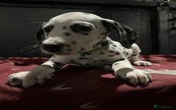 Dalmatian dogs for sale: 9 week old Dalmatian puppies available  - Advert 4