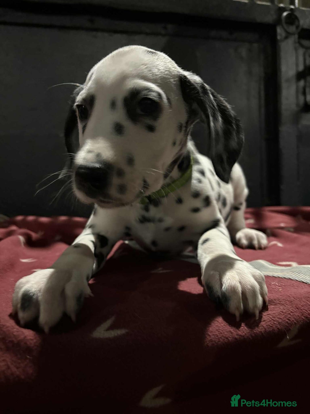 Dalmatian dogs for sale: 9 week old Dalmatian puppies available  - Advert 4