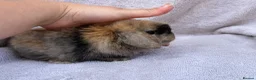 Mini Lop rabbits for sale: mini lops for reserve  - Advert 5
