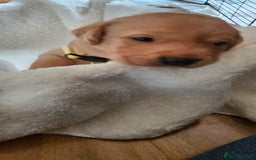 Labrador Retriever dogs for sale: 8 beautiful labrador puppies  - Image 15