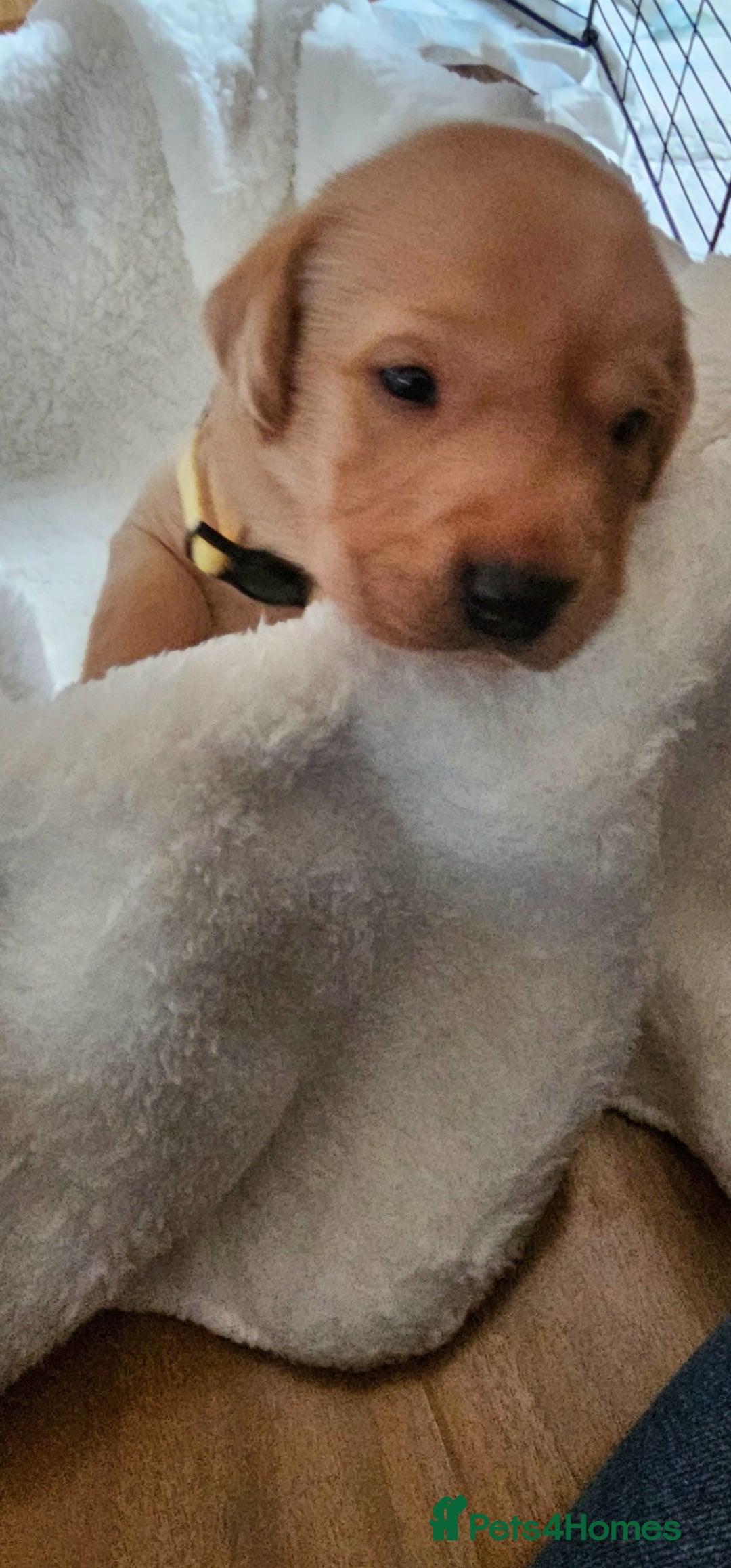 Labrador Retriever dogs for sale: 8 beautiful labrador puppies  - Image 15