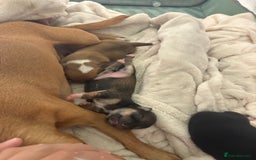 Chihuahua dogs for sale: chihuahua puppies for sale  - Image 1