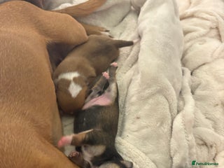 Chihuahua dogs - Advert 25