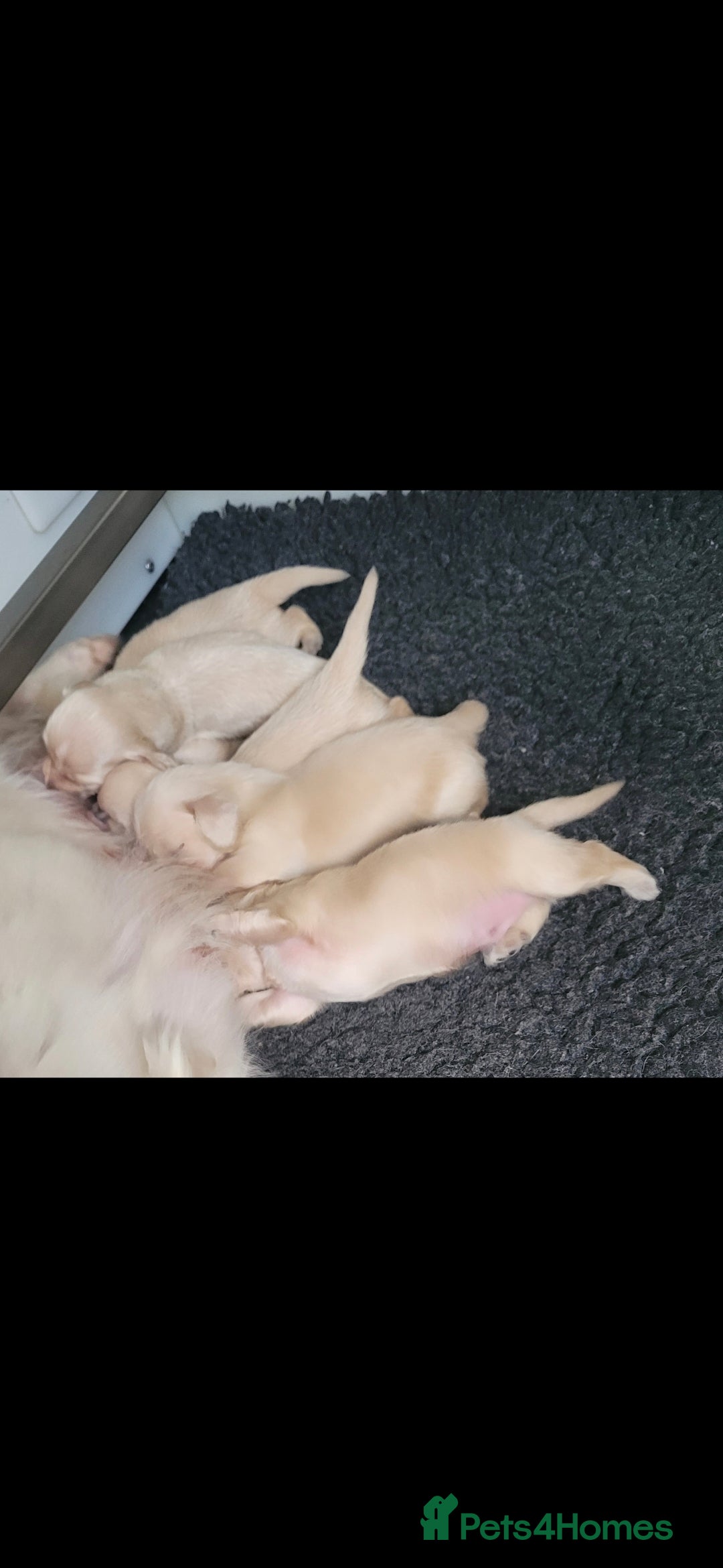 Miniature Dachshund dogs for sale: Stunning Cream Miniature Dachshund boy  - Image 3