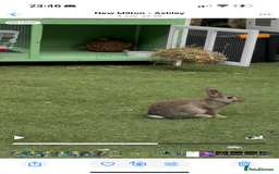 Netherland Dwarf rabbits for sale: Bean - Our Male Netherland Dwarf  - Image 5