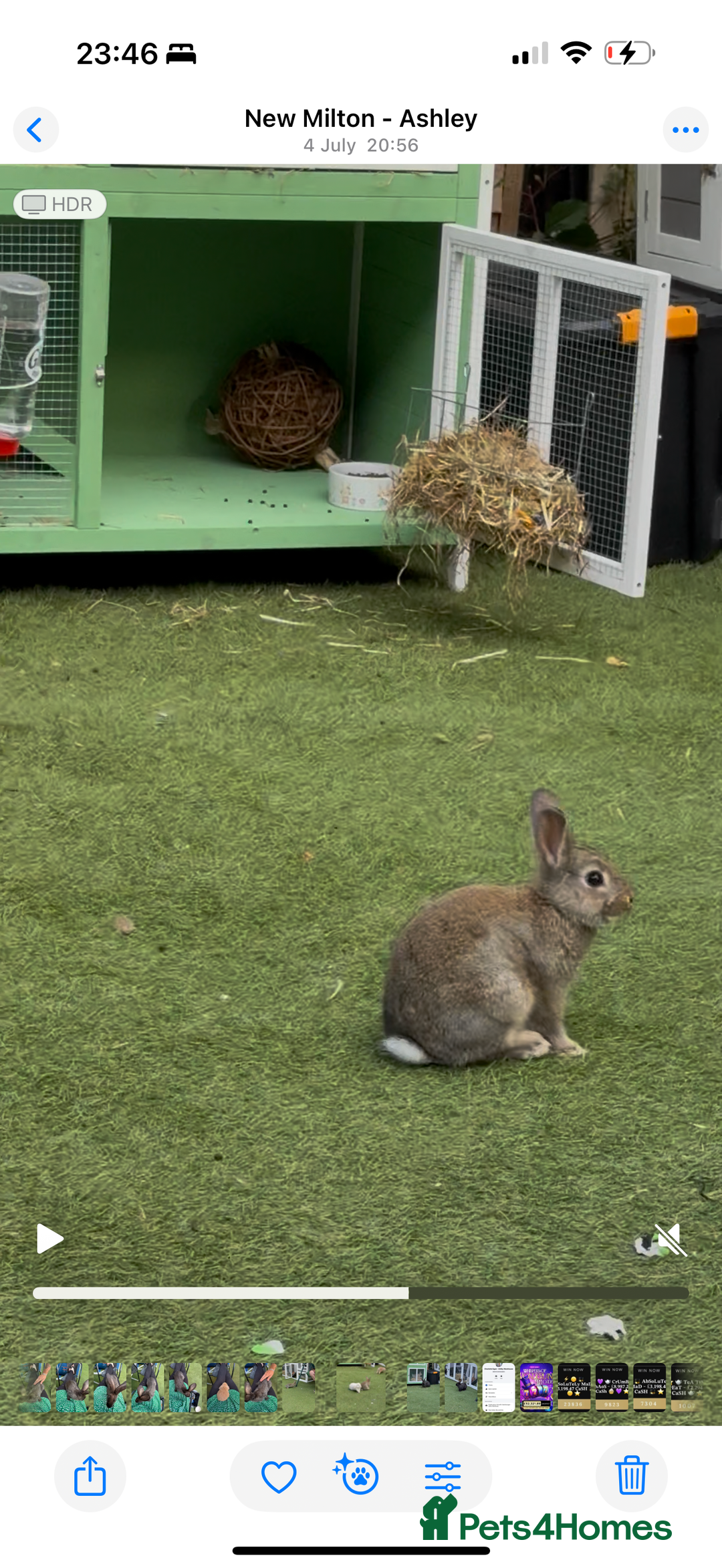 Netherland Dwarf rabbits for sale: Bean - Our Male Netherland Dwarf  - Image 5