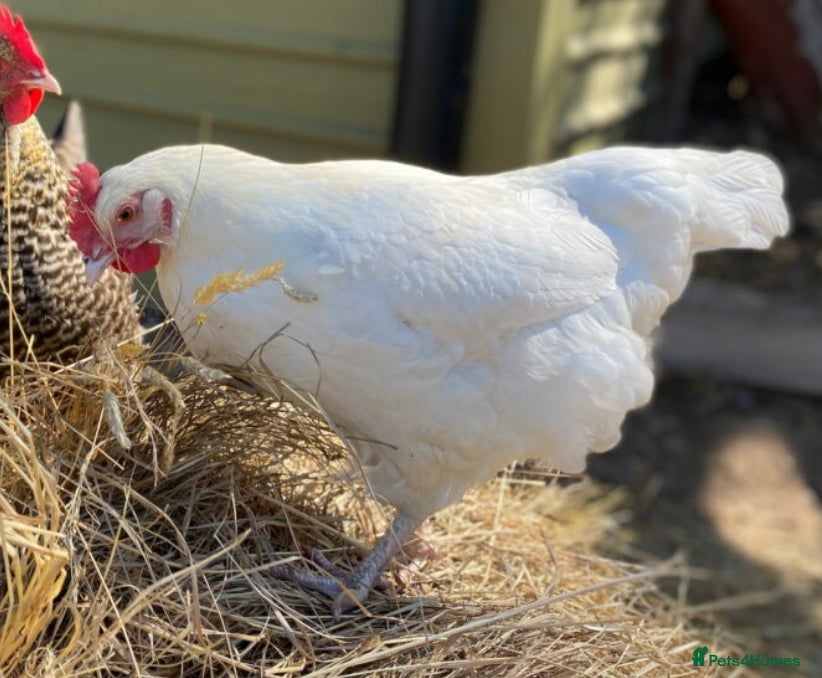 Chickens poultry White Marans - Pure Breeds - Dark Brown Eggs - Advert 20