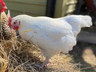 Chickens poultry - Advert 23