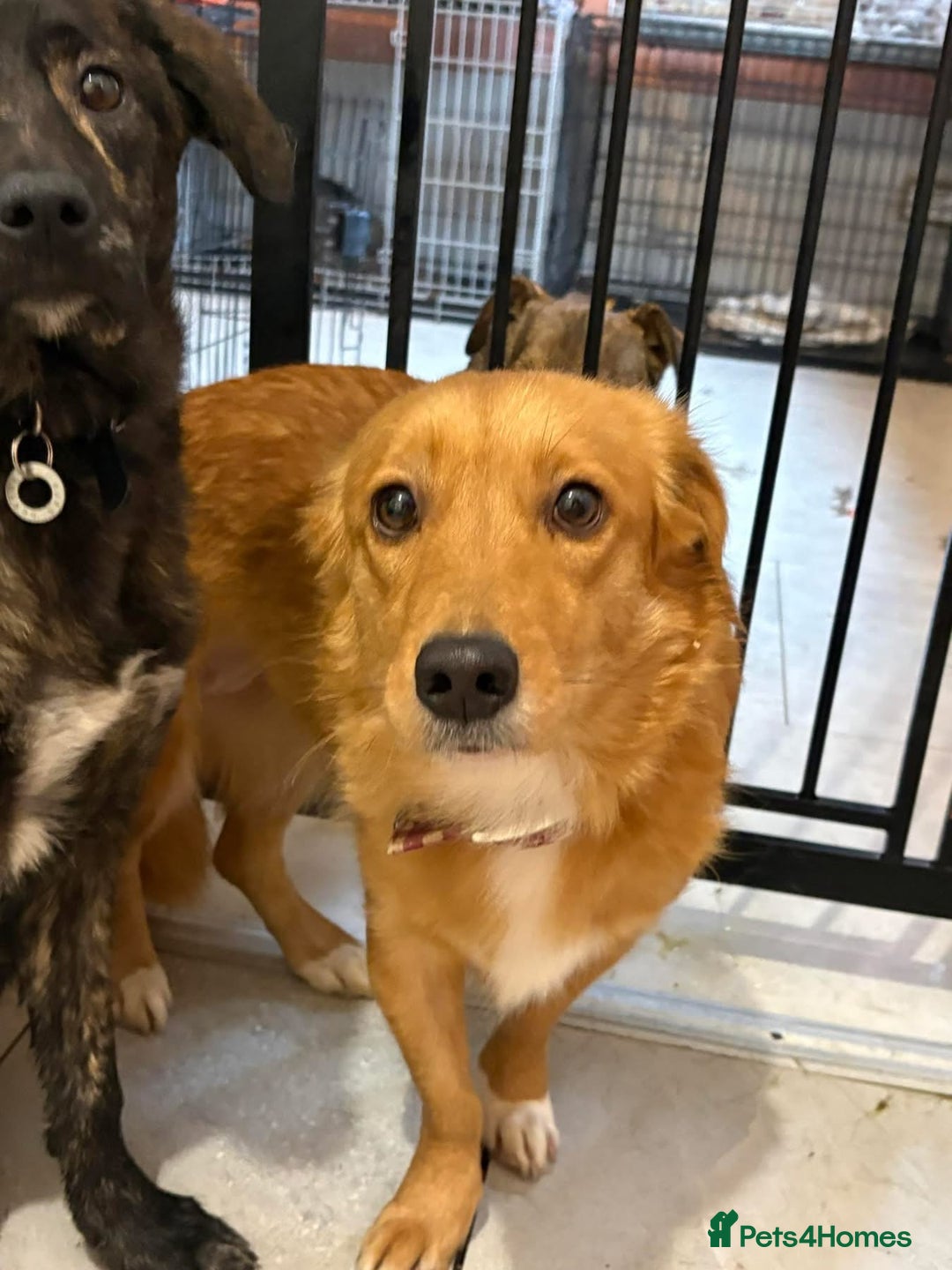 Mixed Breed dogs for adoption: Rose - Norwich Norfolk  - Advert 9