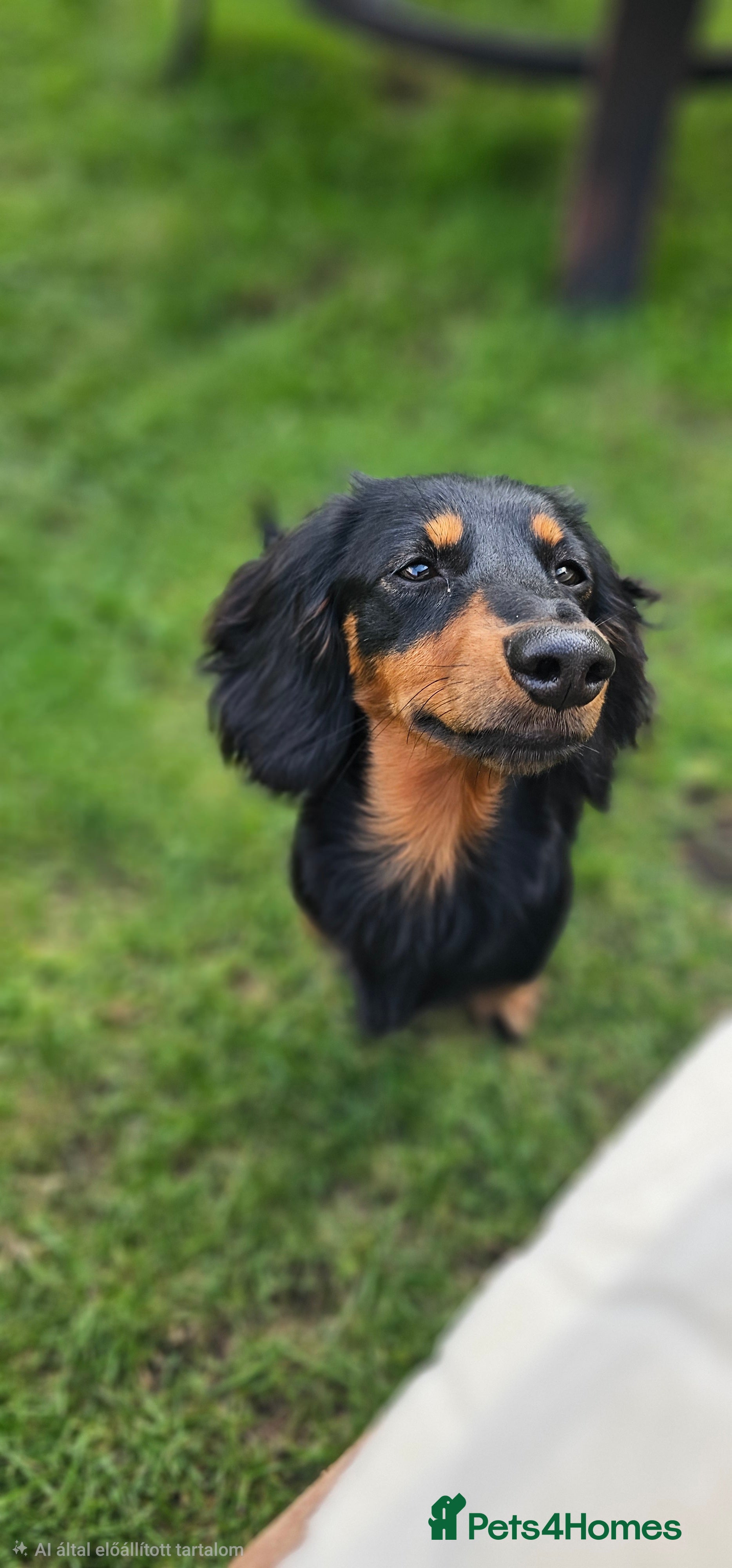 Miniature Dachshund dogs Dachsund - Advert 1