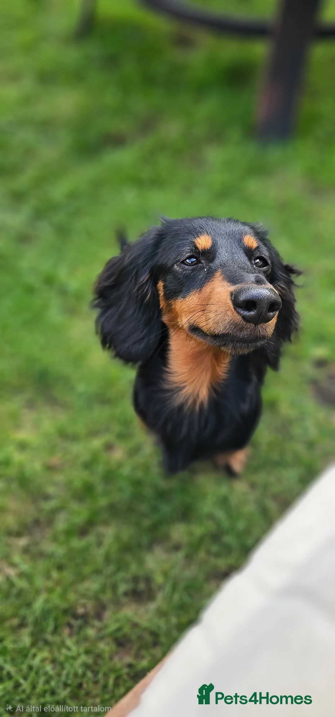 Miniature Dachshund dogs for sale: Dachsund - Advert 1