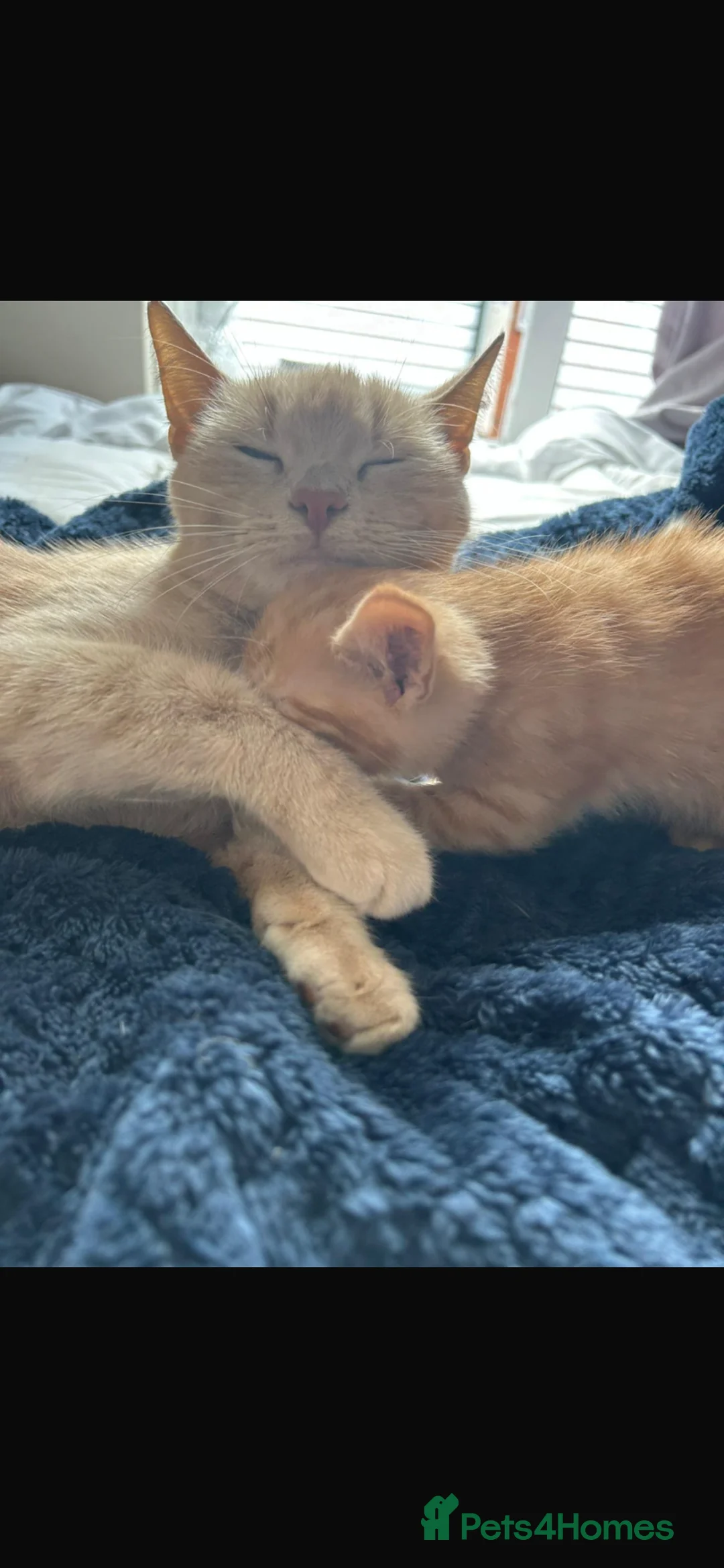 Mixed Breed cats for sale: Kitten ginger male 💙 - Advert 2