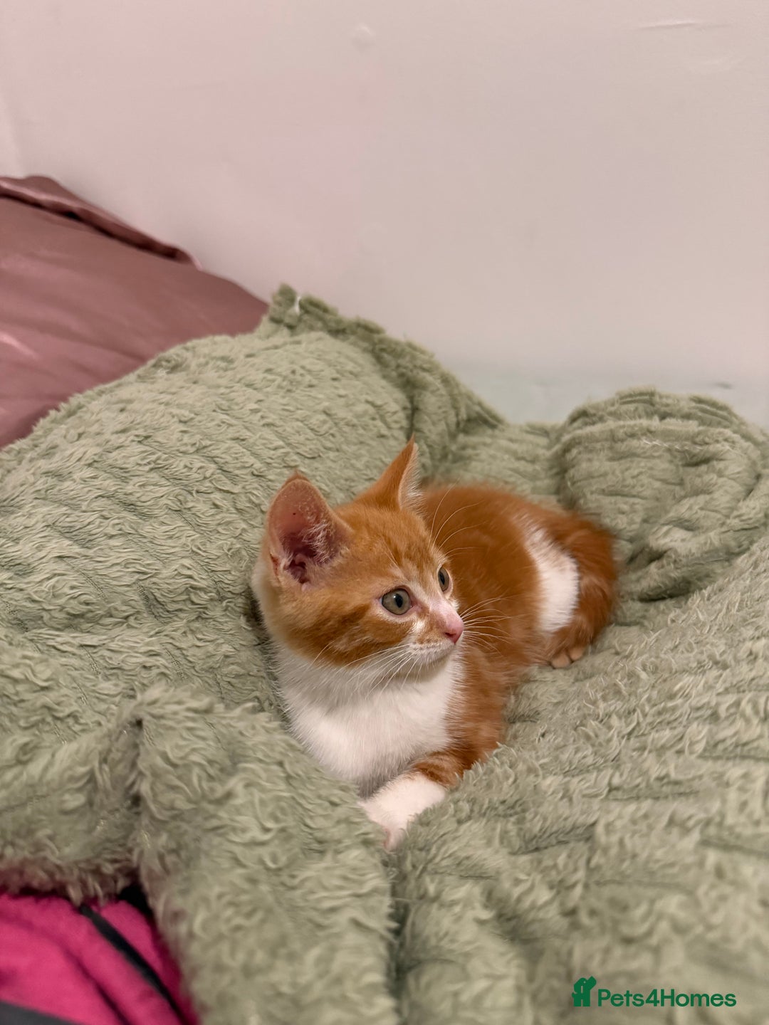 Mixed Breed cats for sale: Ginger & White Kitten Playful, Affectionate 🐾 - Image 5