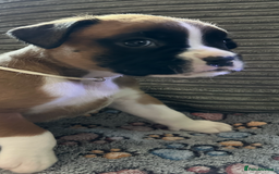 Boxer dogs for sale: READY NOW Boxer Puppies KC registered  - Image 24