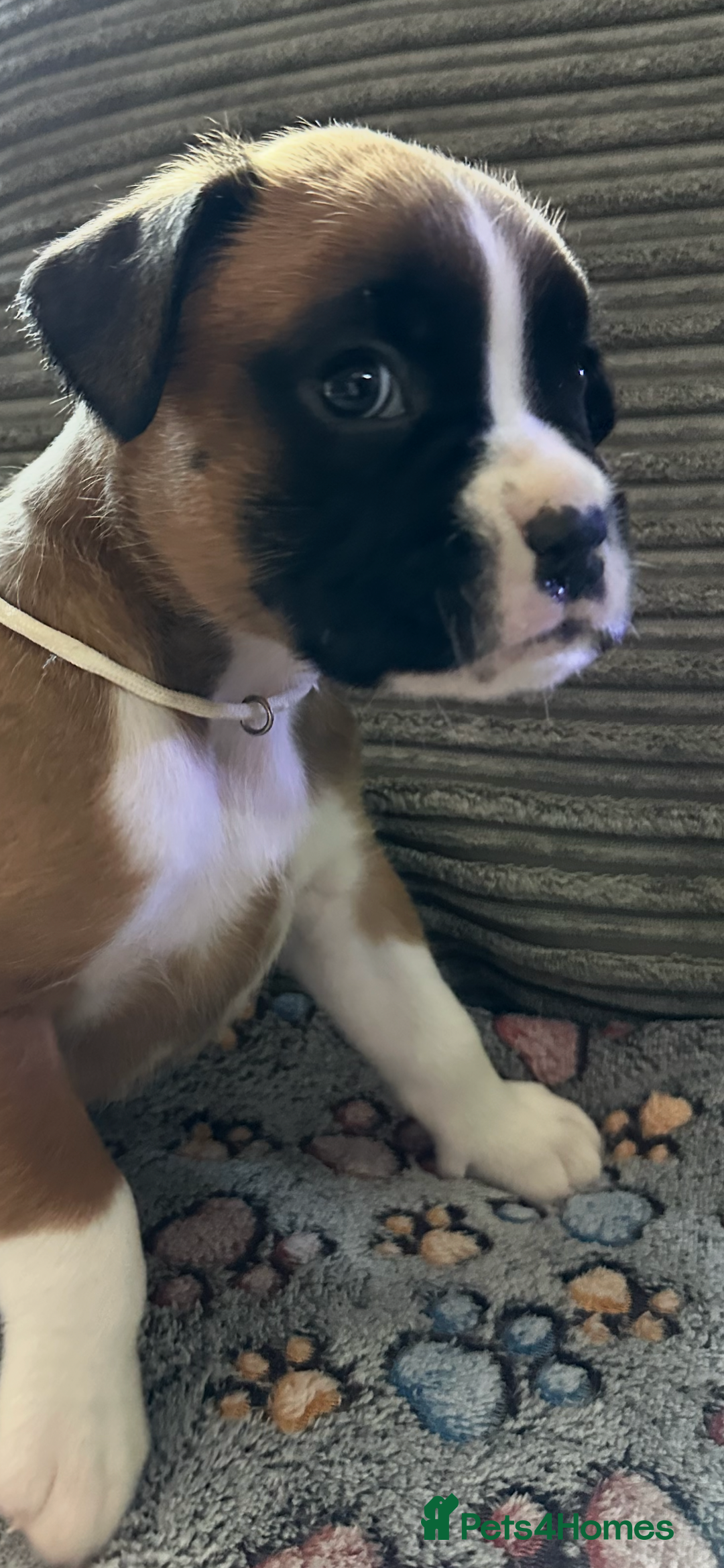 Boxer dogs for sale: READY NOW Boxer Puppies KC registered  - Image 24