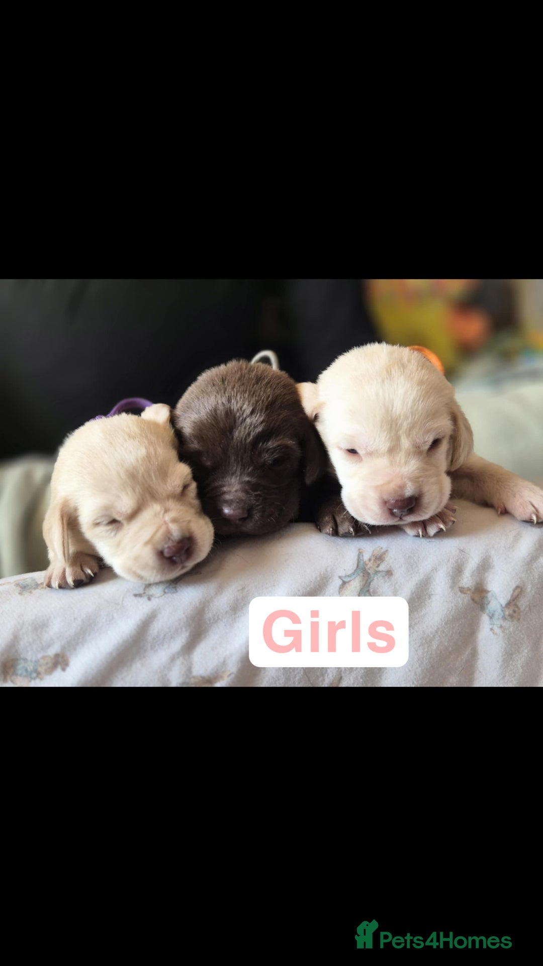 Labrador Retriever dogs for sale: Chunky Labrador retriever pups for sale - Image 16