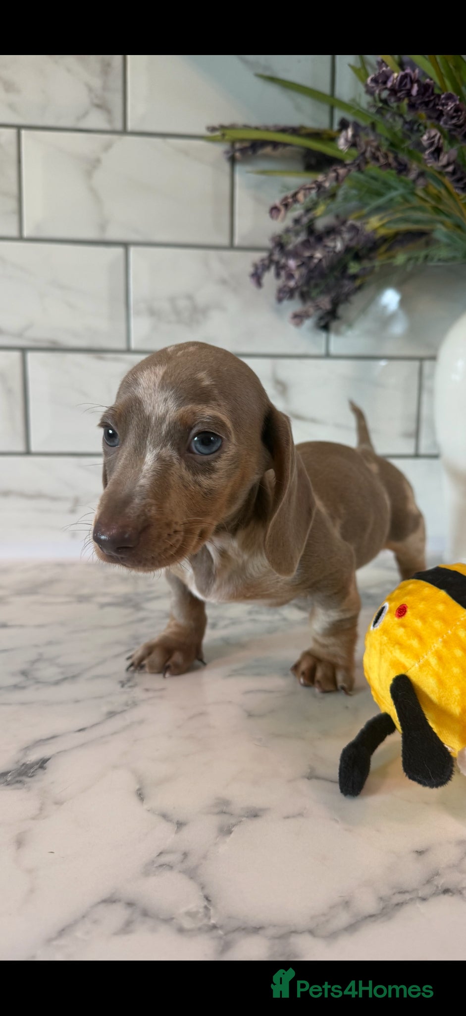 Miniature Dachshund dogs 🎀 ONE MALE READY NOW SHOW QUALITY 🎀 - Advert 2