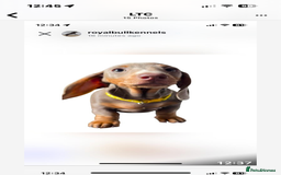 Miniature Dachshund dogs for sale: Miniature Dachshund Puppies  in Newcastle upon Tyne - Image 27