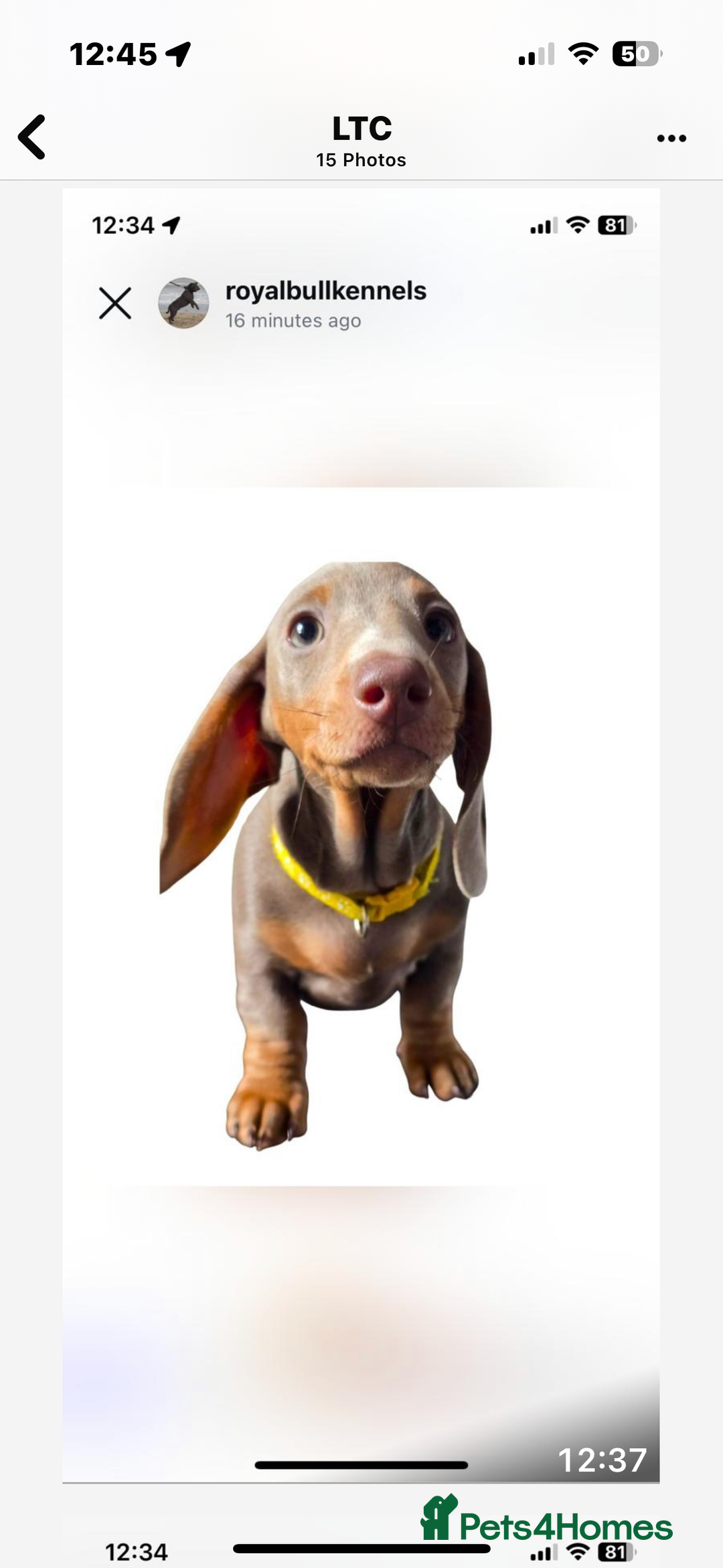 Miniature Dachshund dogs for sale: Miniature Dachshund Puppies  in Newcastle upon Tyne - Image 27