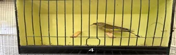 Finches birds for sale: Mutation greenfinches - Advert 4