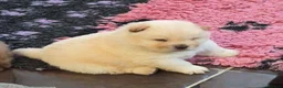 Chow Chow dogs for sale: Kc reg chow chow pups  - Advert 8