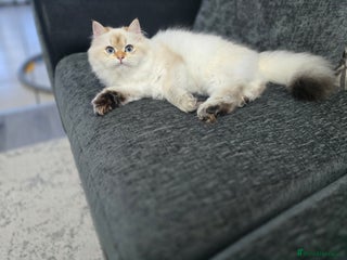 British Longhair cats Stunning Colour Point Girl - Advert 5