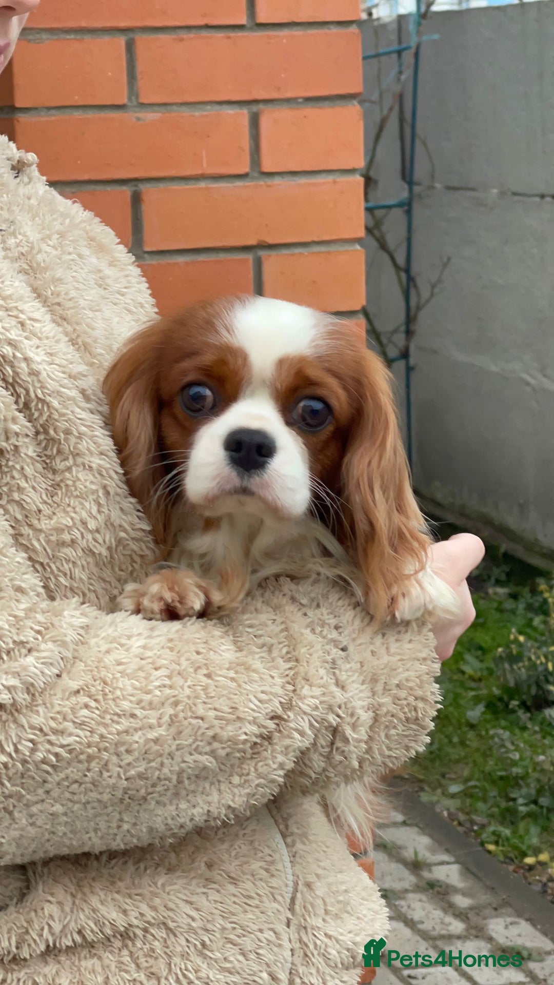 Cavalier King Charles Spaniel dogs for adoption: CHARLIE – Cavalier King Charles Spaniel (Male) - Advert 4