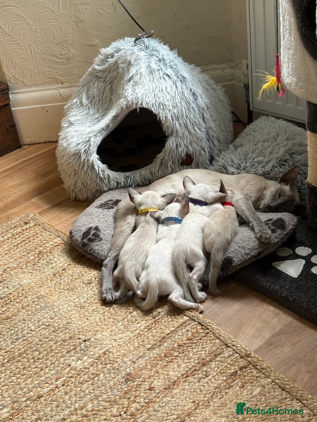 Siamese cats for sale: Siamese kittens for sale  in Sheffield - Image 10
