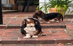 Basset Hound dogs for sale: Beautiful Basset Hound Puppies - Image 4