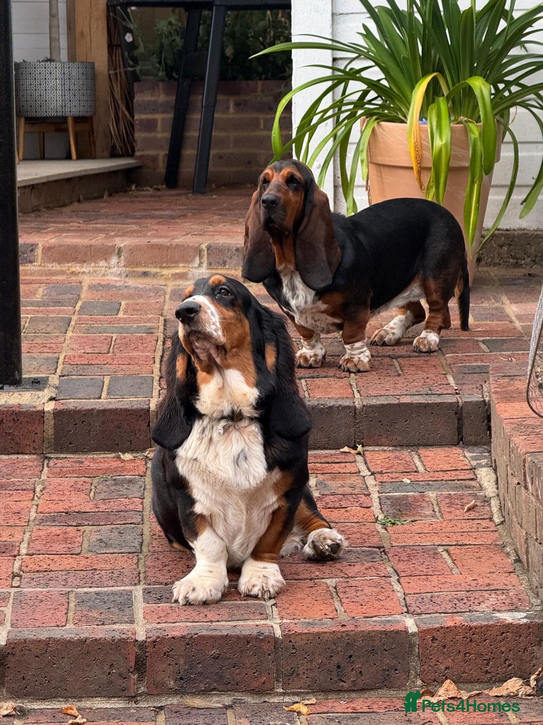 Basset Hound dogs for sale: Beautiful Basset Hound Puppies - Image 4