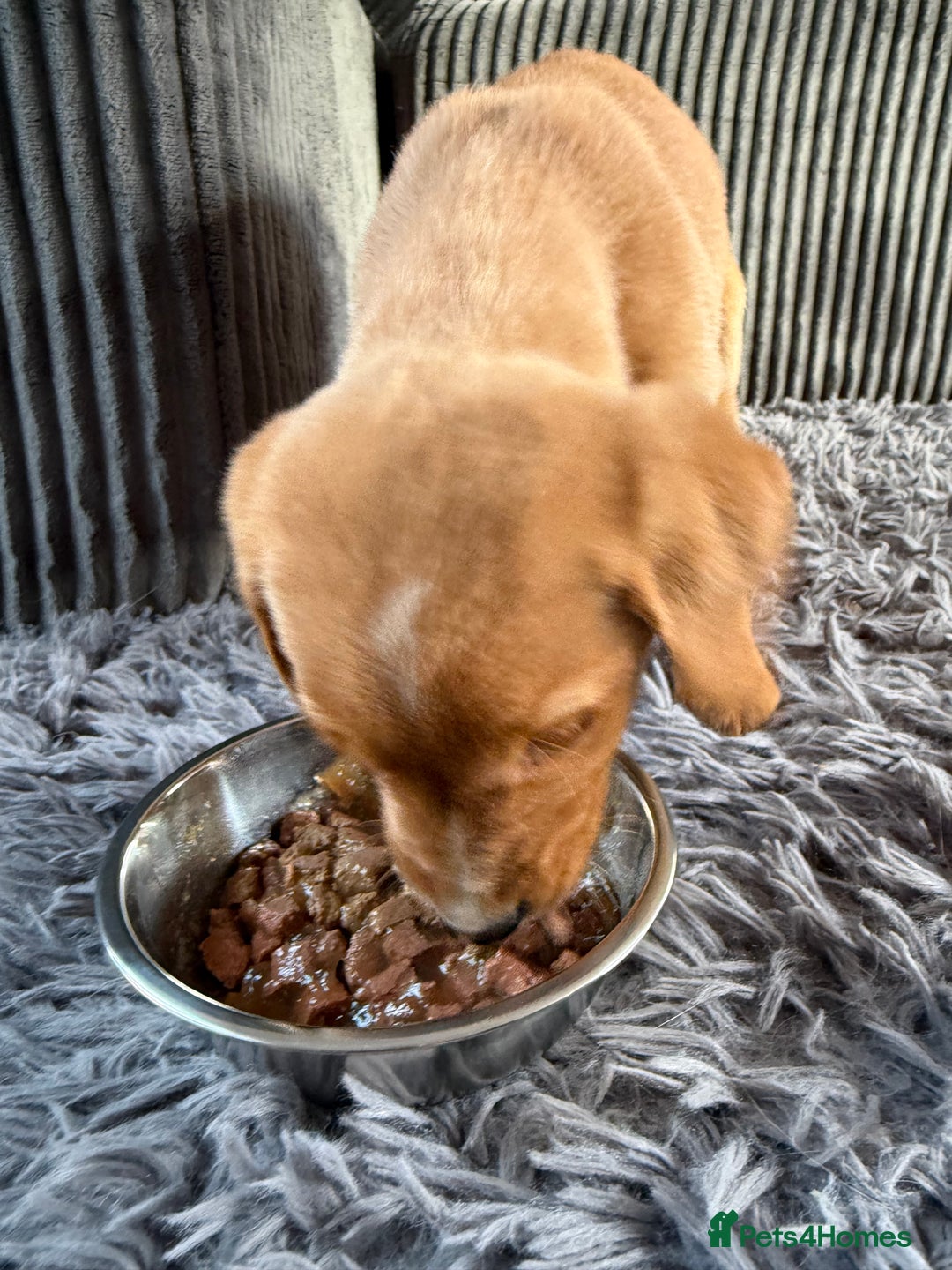 Labrador Retriever dogs for sale: Male Red fox labrador - Advert 4