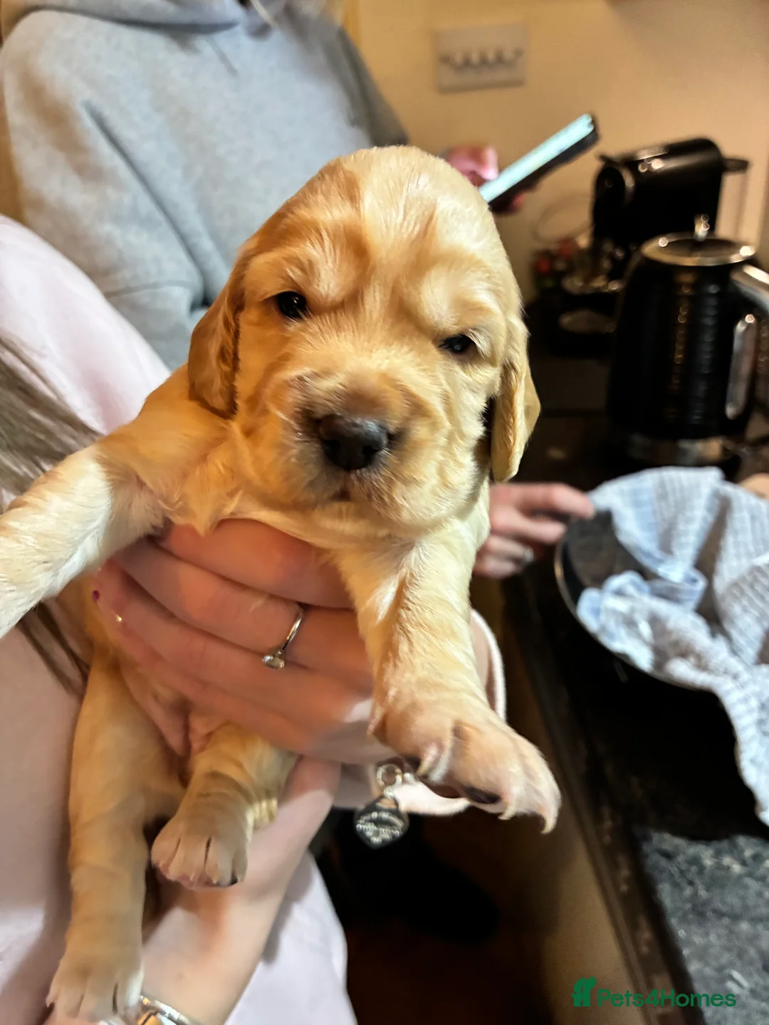 Cocker Spaniel dogs for sale: KC Registered and Vet checked Pups - Advert 11