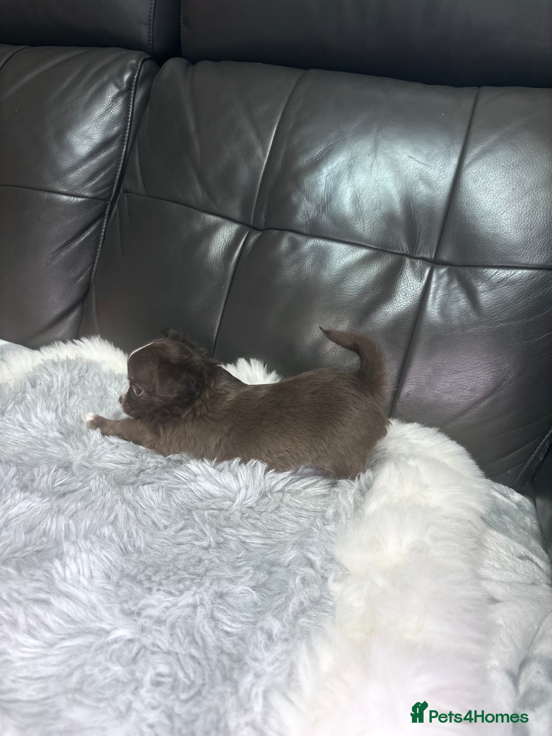 Chihuahua dogs for sale: Stunning tiny Chihuahua puppy’s male female  - Advert 30
