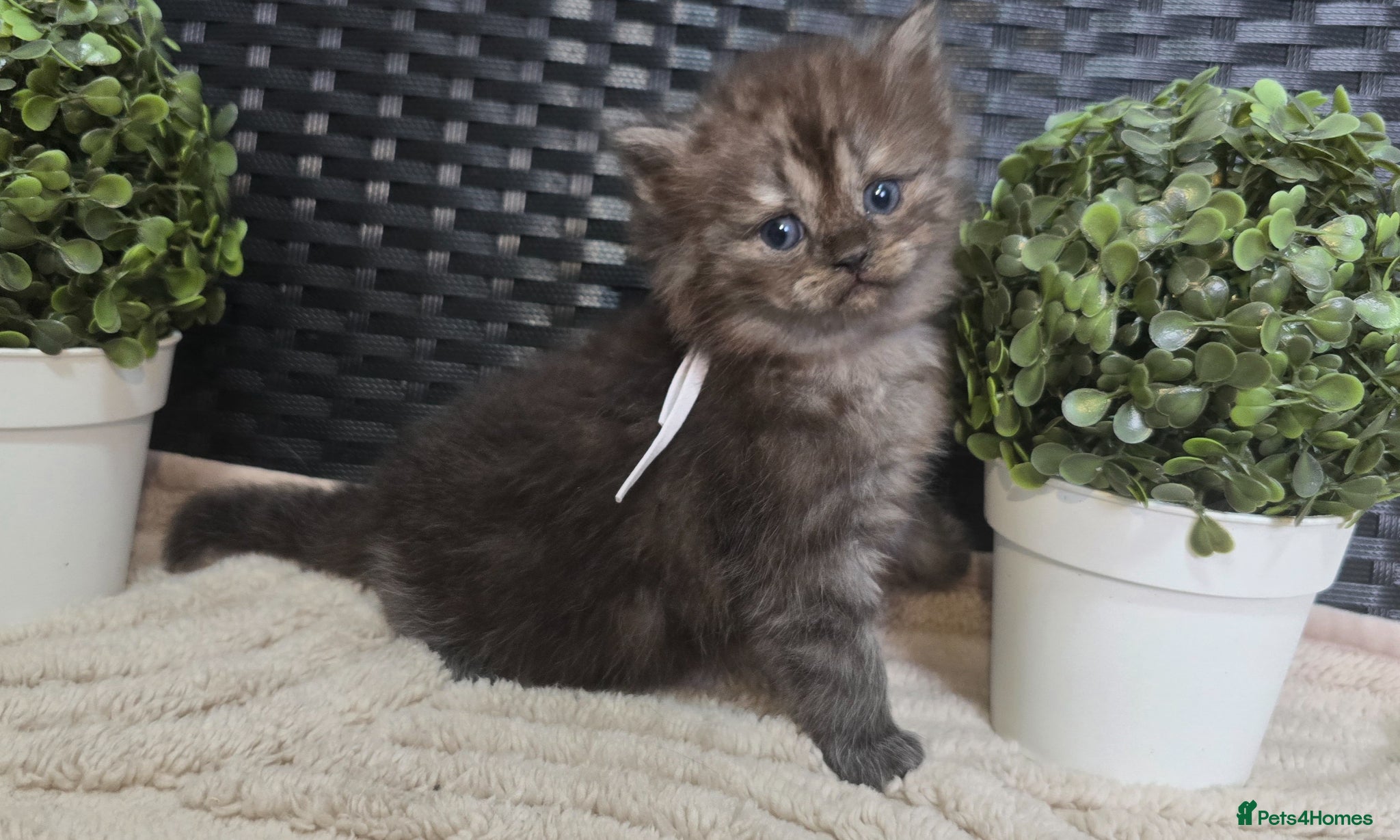 Maine Coon cats Stunning ragdoll/mainecoon babies - Advert 17