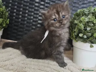 Maine Coon cats Stunning ragdoll/mainecoon babies - Advert 17