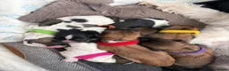 Shih Tzu dogs for sale: Beautiful Shih Tzu puppies in Chester - Advert 12