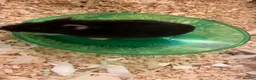 Hamster rodents for sale: Hamster black  - Advert 5