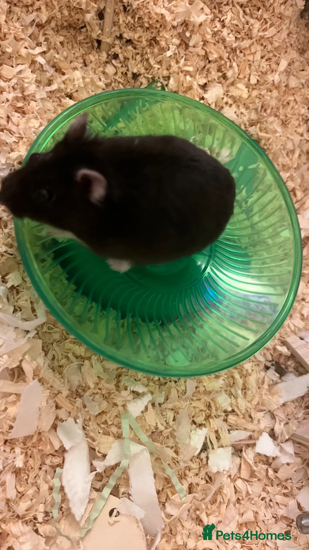 Hamster rodents for sale: Hamster black  - Advert 5