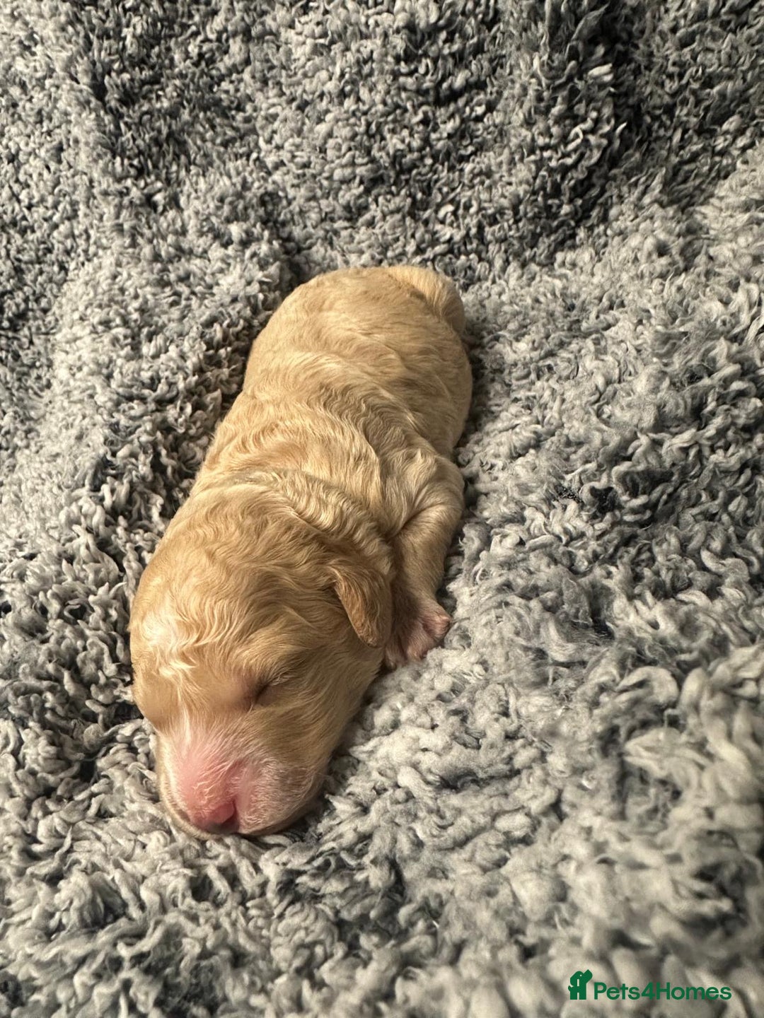 Miniature Poodle dogs for sale: Gorgeous pure bred miniature poodles - Advert 4