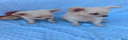 Chihuahua dogs for sale: Chihuahua puppies - Advert 8