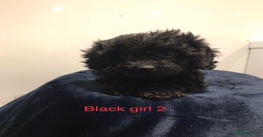 Cockapoo dogs - Advert 10