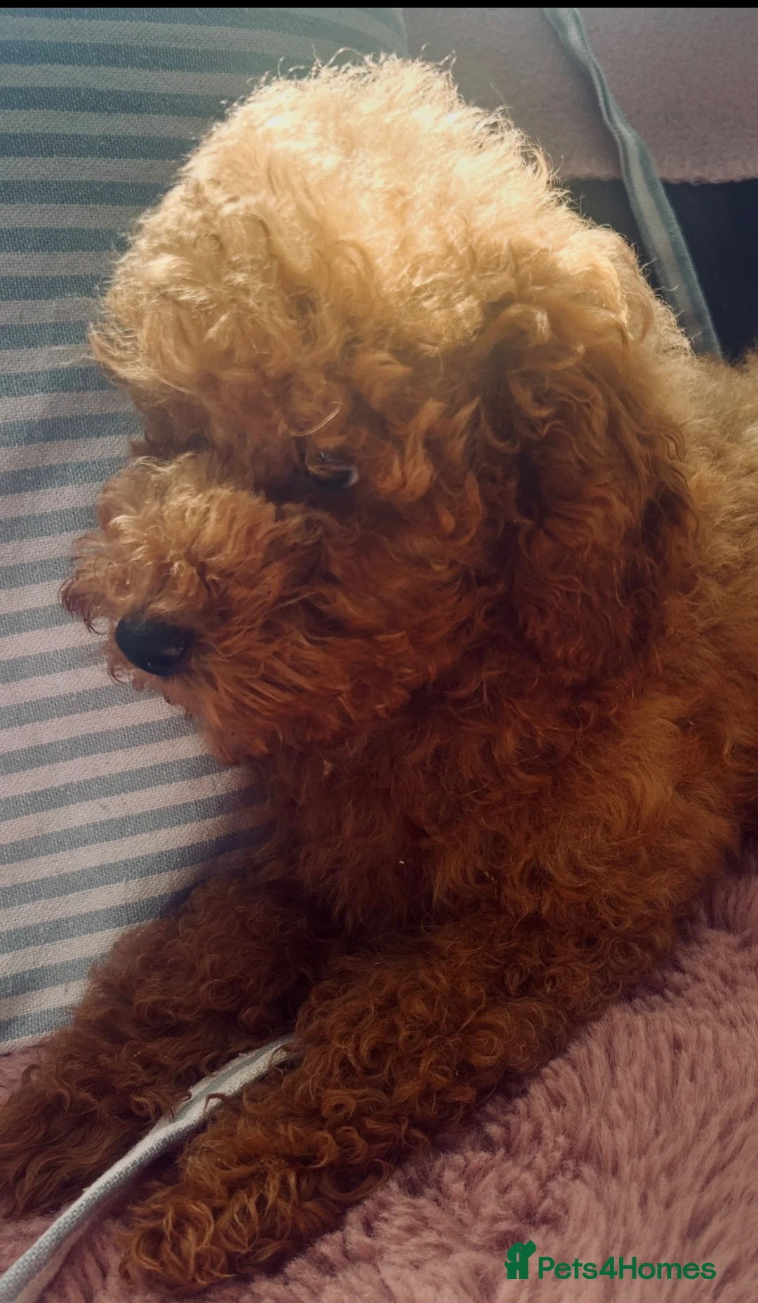 Toy Poodle dogs for sale: Beautiful Red toy poodle 🐩  - Advert 6