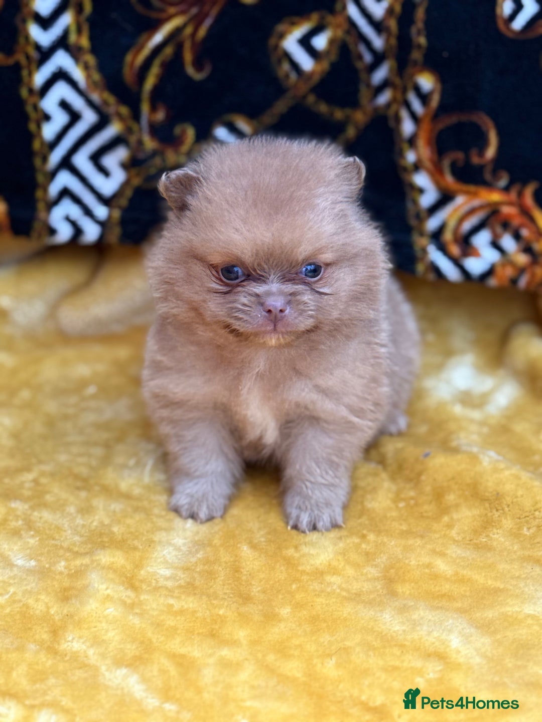 Pomeranian dogs for sale: Teddy bear poms x - Image 5