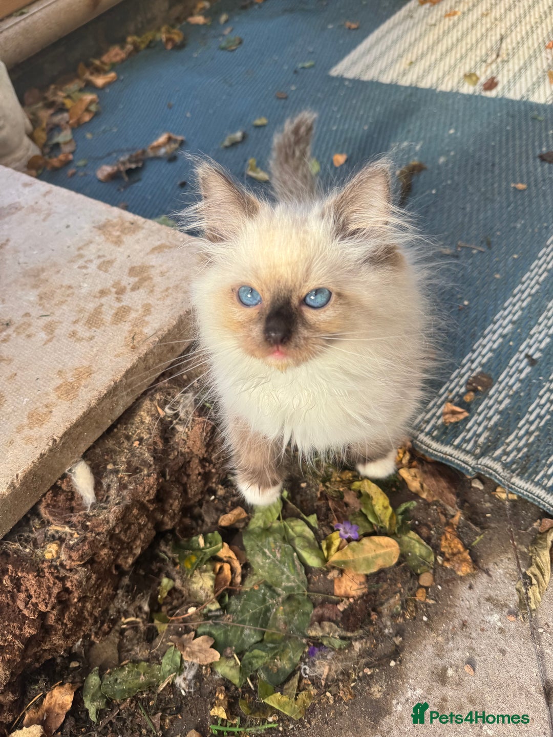 Ragdoll cats for sale: 🚨 Gorgeous, pedigree Ragdoll Puffballs! 🚨  - Image 25
