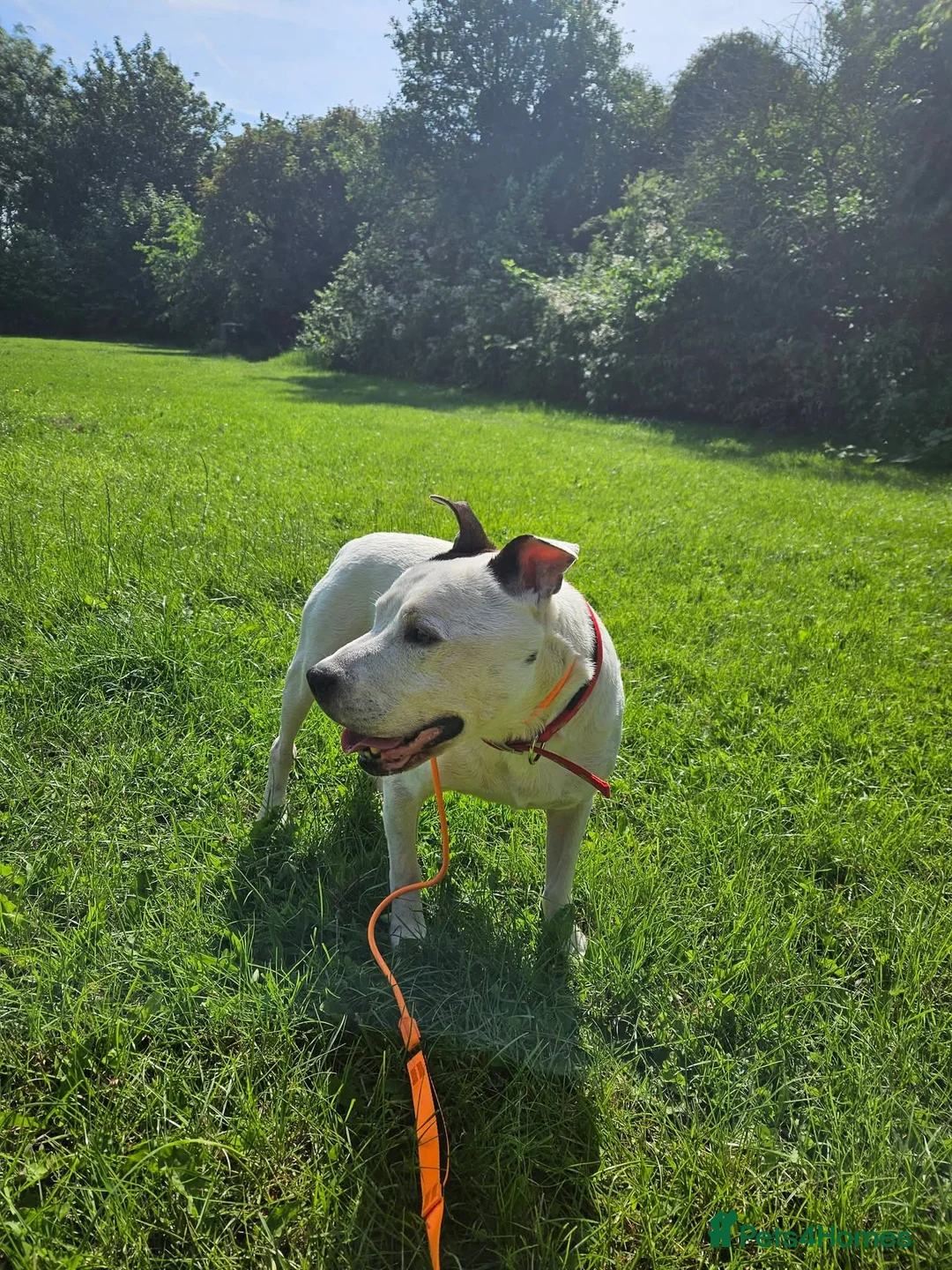 Staffordshire Bull Terrier dogs for adoption: Benson - Advert 1