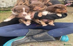 Border Collie dogs for sale: Gorgeous collie pups  - Image 1
