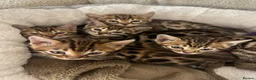 Bengal cats for sale: Stunning TICA Registered Bengals in Leeds - Advert 9